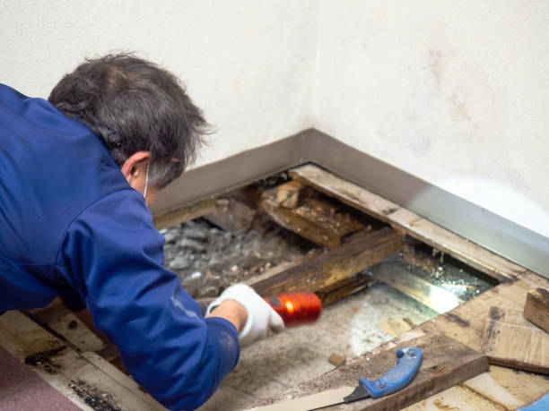 Office Mold Removal Services in Donaldsonville, LA