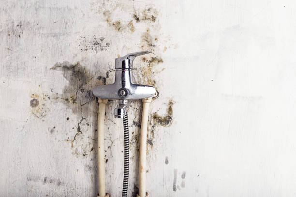 Best Emergency Mold Removal  in Donaldsonville, LA