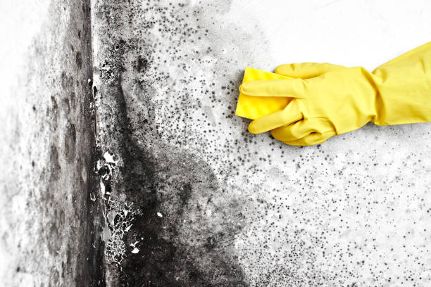 Mold Removal and Inspection in Donaldsonville, LA