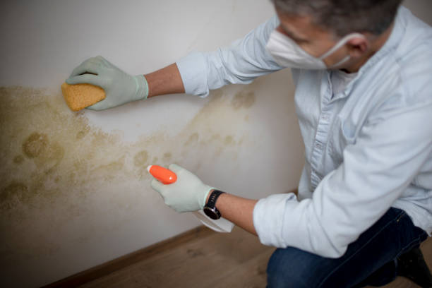 Best Mold Cleaning Services  in Donaldsonville, LA