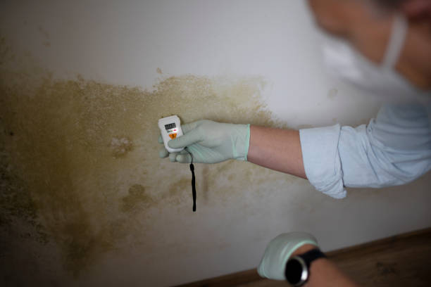 Best Toxic Mold Removal  in Donaldsonville, LA
