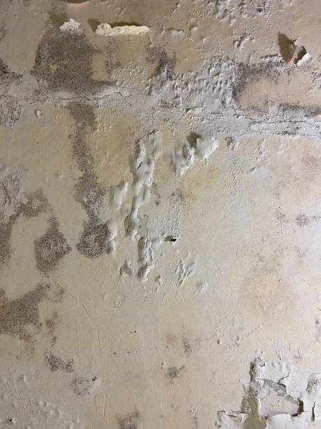 Best Mold Damage Repair  in Donaldsonville, LA