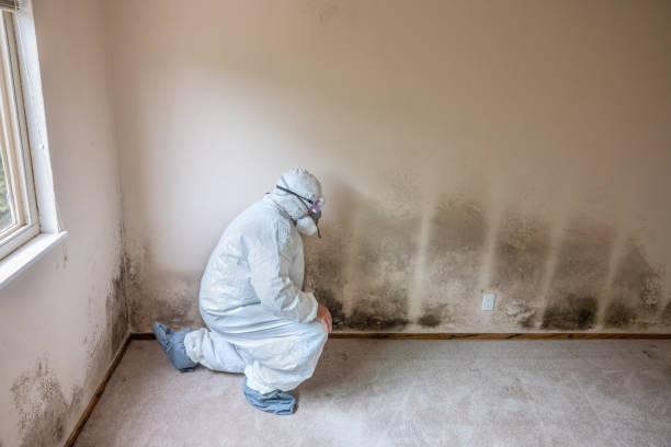 Best Local Mold Removal Service  in Donaldsonville, LA