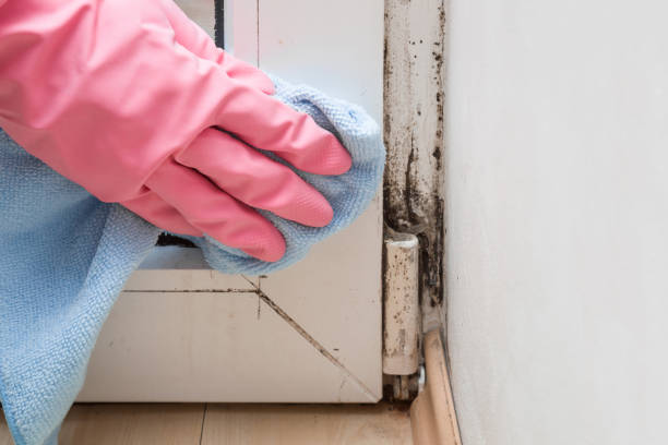 Best Fast Mold Removal  in Donaldsonville, LA