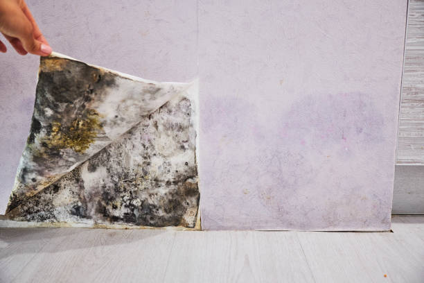 Best Crawl Space Mold Removal  in Donaldsonville, LA